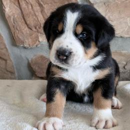 Brown - Black, white and red male Greater Swiss Mountain Dog puppy in Everett, Pennsylvania from Sweet Stream Swissies