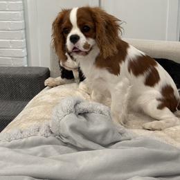 Cavalier King Charles Spaniel Puppies from Farmhouse Cavaliers NC