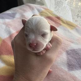 Miniature Schnauzer puppies from Lowcountry Dreams Schnauzers