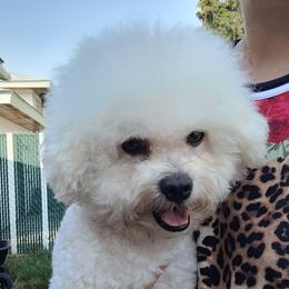 Nancy - Bichon Frise