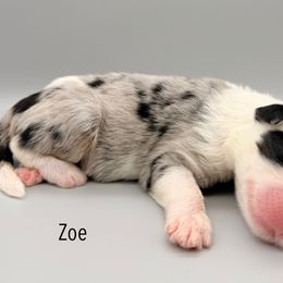 Zoe - Blue merle and white female Sheepadoodle puppy in Chattanooga, Tennessee from River City Doodles TN