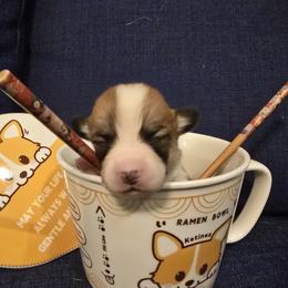 Poppy - Red female Pembroke Welsh Corgi puppy in Palm Bay, Florida from Space Coast Corgi