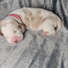 Blush 'pink collar' - Lemon and white female Basset Hound puppy in Valley, Washington from Peaceful Valley Paws