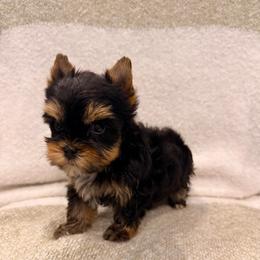 Kovu - Black and tan male Yorkshire Terrier puppy in Georgia from Nalley Kennels
