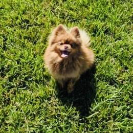 Kiwi - Pomeranian