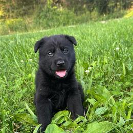 Kyra - Black female German Shepherd puppy in Marshfield, Missouri from Benton K-9 Breeding