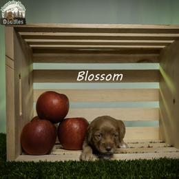 Blossom - Apricot female Australian Labradoodle puppy in Cashmere, Washington from Mountain Home Doodles