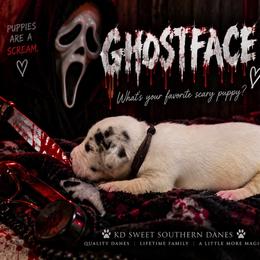 Ghostface - Harlequin male Great Dane puppy in Montgomery, Texas from KD Sweet Southern Danes