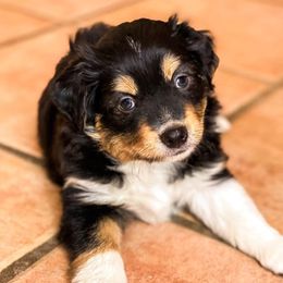 Miniature Australian Shepherds and Toy Australian Shepherds from Circle T Mini Aussies