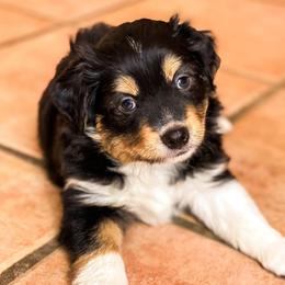 Miniature Australian Shepherds and Toy Australian Shepherds from Circle T Mini Aussies