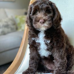 Australian Labradoodle Puppies from Little Farmstead Labradoodles