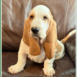 Green collar Male - Red and white male Basset Hound puppy in Columbia, South Carolina from Pawmetto Hounds