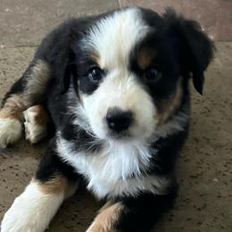 Susie - Black tri female Miniature Australian Shepherd puppy in Shingle Springs, California from Dream Dog Mini Aussies