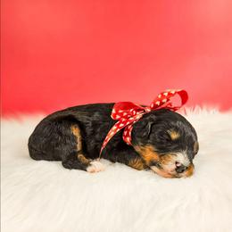 Oaken - Red male Bernedoodle puppy in Russell Springs, Kentucky from 270 Doodles