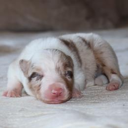 (ABCA) Quickly - White and red merle male Border Collie puppy in Bronson, Florida from Sandhill Ranch Border Collies