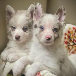 Moose - Merle male Pomsky puppy in Greenville, South Carolina from Thicketty Mountain Pomskies