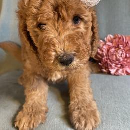 Goldendoodle Puppies from Aimee Schamback