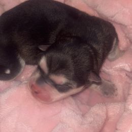 Sophie - Tri-color female Pomsky puppy in Burton, Michigan from Snow Shark Pomskys
