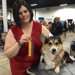 Cardigan Welsh Corgi and Pembroke Welsh Corgi All Grown Up from AroHawk Corgis