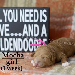 Mocha  PINK COLLAR girl  3500 - Red  female Goldendoodle puppy in Corona, California from Fluffy Puppy Mini Doodles LLC