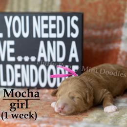 Mocha  PINK COLLAR girl  3500 - Red  female Goldendoodle puppy in Corona, California from Fluffy Puppy Mini Doodles LLC
