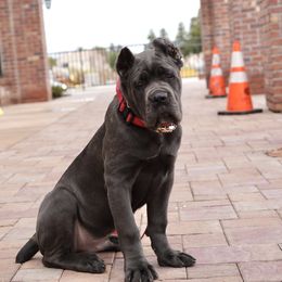 Cane Corso Puppies from Royal Class Kennels