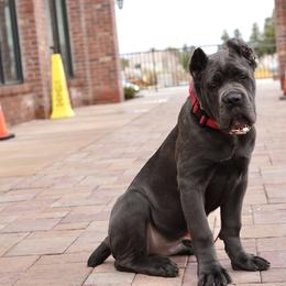 Cane Corso Puppies from Royal Class Kennels
