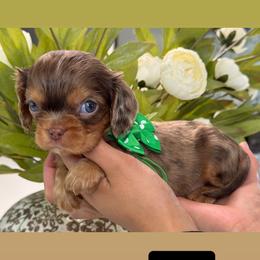 Sashimi boy - Tri-color male Cavalier King Charles Spaniel puppy in Yuciapa, California from AlltheDoodlez_