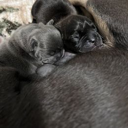 French Bulldog Puppies from Divine Crown French Bulldogs