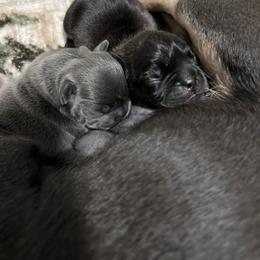 French Bulldog Puppies from Divine Crown French Bulldogs