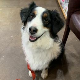 Roxy - Miniature Australian Shepherd