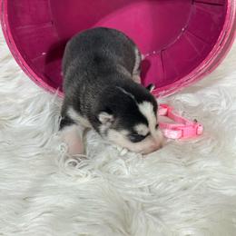 Eden - Black and white female Siberian Husky puppy in Collins, Iowa from Homegrown Huskies