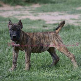 Laramie - Tiger female Perro de Presa Canario puppy in Las Cruces, New Mexico from Mesquite Creek Kennels