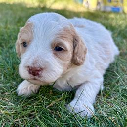 Sprite - Yellow and white male Bernedoodle puppy in Roy, Utah from Doodles are Amazing