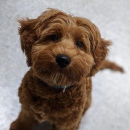 Lucy - Australian Labradoodle