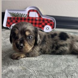 Titan - Dapple male Dachshund puppy in Gilbertsville, Kentucky from DeLaunes Dachshunds