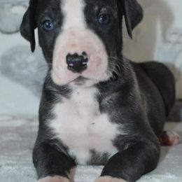 Great Danes from Aidens Great Danes