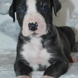 Great Danes from Aidens Great Danes