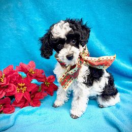 Kandy - Parti female Poodle puppy in Lompoc, California from Canyon Spring Ranch Poodles