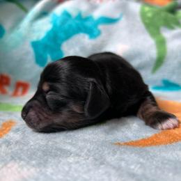 Tarragon - Black and tan female Dachshund puppy in Spring Creek, Nevada from Hobby Horse Mini Doxies