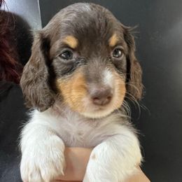 Panko-Girl 3 - Piebald female Dachshund puppy in Bigfork, Minnesota from Dachshunds Up North
