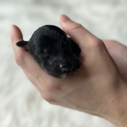 Green collar - Black tri-color male Aussiedoodle puppy in Fairmount, Georgia from Muscadine Meadows Farm