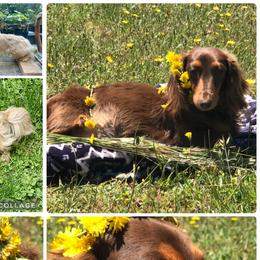 Dachshunds from Dynasty Empire Kennels