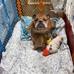 Strudle (Doodle Bug) - Bulldog