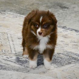 Penny - Red tri-color female Australian Shepherd puppy in Ranger, Texas from Outback Mini Aussies