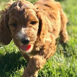 Goldendoodles from Doggone Dixie Doodles