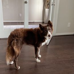 Border Collie Puppies from Ferguson Border Collies
