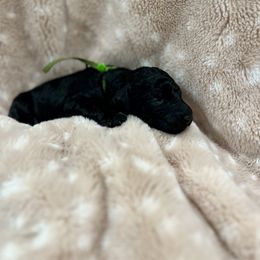 Goldendoodle Puppies from Sugar Doodles