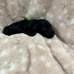 Goldendoodle Puppies from Sugar Doodles