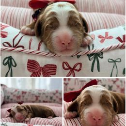 Jasper - Red male Australian Labradoodle puppy in Summerfield, North Carolina from Four Oaks Labradoodles